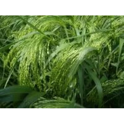 Сорго в поле - Киевское 96