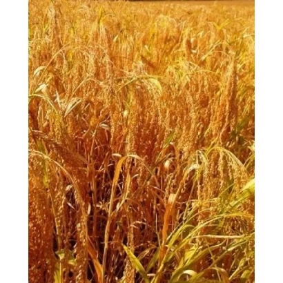 Golden field of proso against a bright sun - Cossack