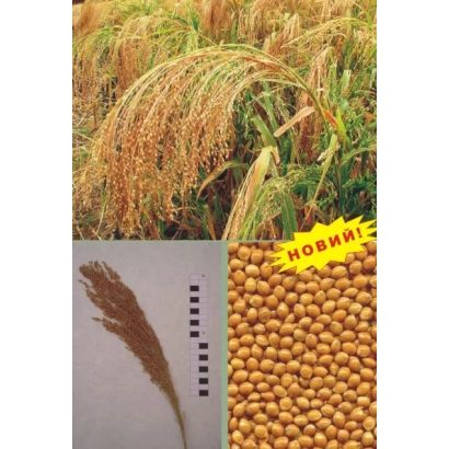 Просо КОЗАЦЬКЕ на фоні золотистих колосків