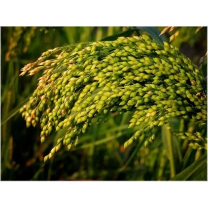Ripe sorghum ears against a green background - KULUNDINSKOE