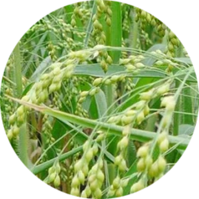 Ripe sorghum ears against green stalks - Quartet