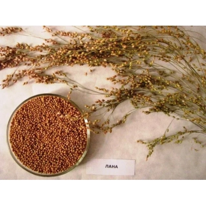 Close-up of proso Lana in a glass bowl with plant stems in the background.