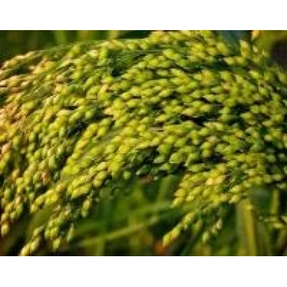 Стебли проса Миронівське 94 на фоні поля