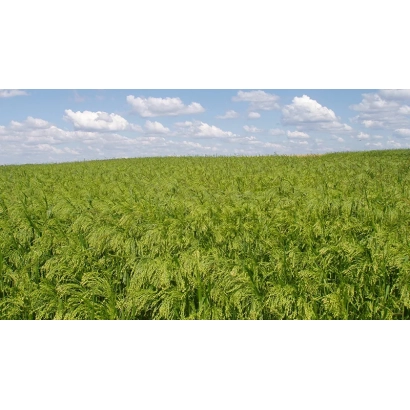 Поле проса Новокиевское 01 - Новокиивское 01