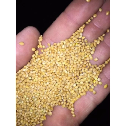 Yellow proso grains in a hand - Omriyane