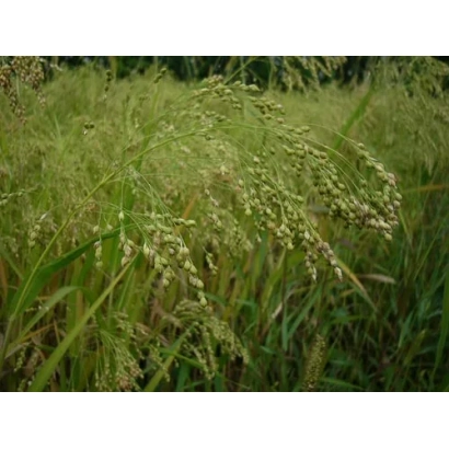 Field of Proso variety Orlovsky Dwarf