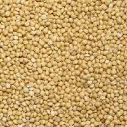 Крупный план зерен проса - Поляно