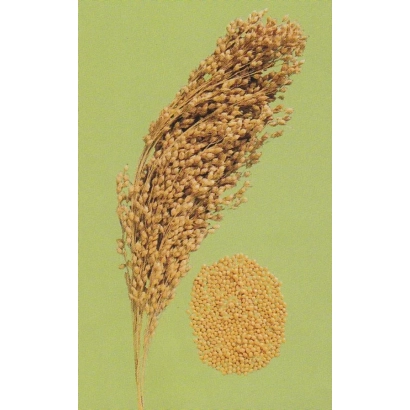 Sorghum stalk and grain on green background - SARATOVSKOYE ZHELTAYE