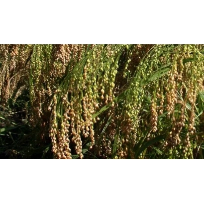 Сорго Просо на поле - Славетне