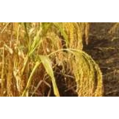 Золотисті колосся проса на полі - Сонечко слобідське