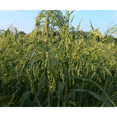 Поле проса Веселоподільське 16