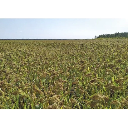 Field of proso under a blue sky - VOLGOGRADSKOE 4