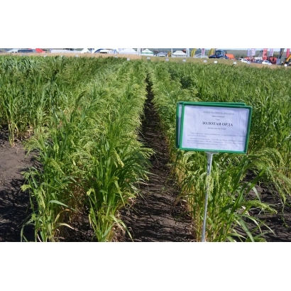 Green millet field with sign GOLDEN HORDE