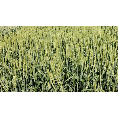 Поле пшениці Adel - Адель