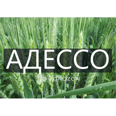 Зерно пшеницы АДЕССО на фоне поля