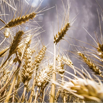 Золоті колоси пшениці на фоні хмарного неба - Адіна
