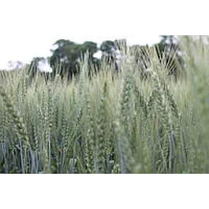 Поле пшеницы на фоне деревьев - АФК ПАУЕР