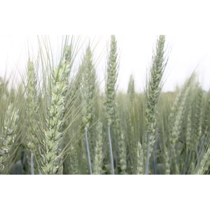 Пшеница на поле - АФК СТАБИЛИТИ