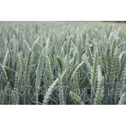 Поле пшеницы с колосками на фоне - АФК ЮНИОН