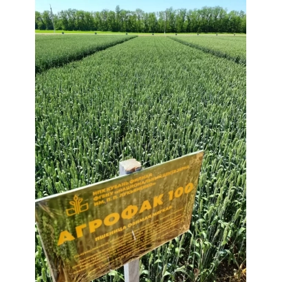 Золотая табличка с надписью АГРОФАК 100 на фоне зелёного поля пшеницы
