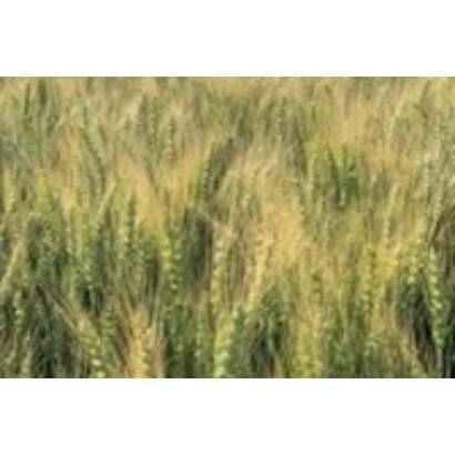 Поле пшеницы - АГРОНОМИЧЕСКАЯ 5