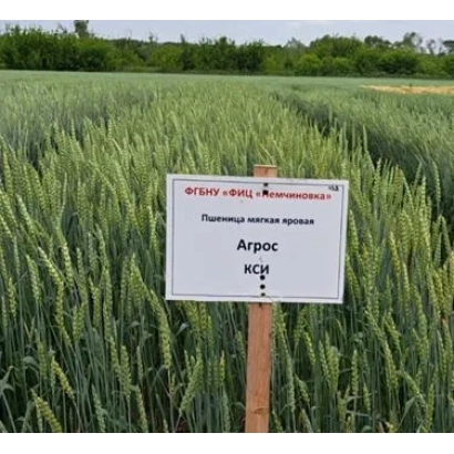 Знак с надписью «Агрос» на фоне поля пшеницы