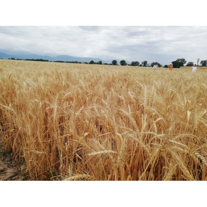 Поле пшеницы сорта Айсберг Одесский