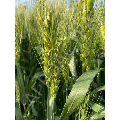 Зеленые колосья пшеницы на фоне поля - АКСИНЬЯ