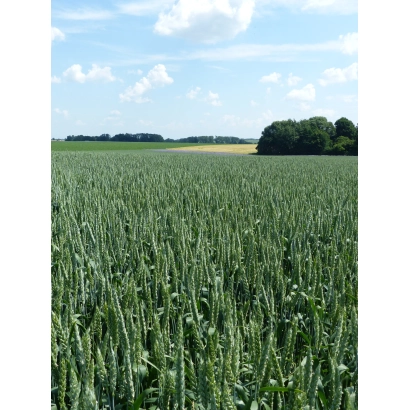 Поле пшениці під блакитним небом - Аквітан