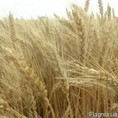 Поле пшеницы - Альбатрос одесский / Альбатрос одеський