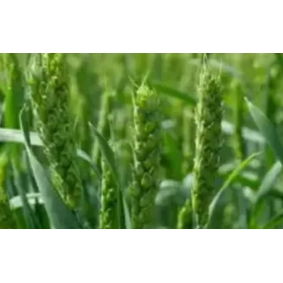 Зеленые колосья пшеницы на фоне поля - АЛЬБИДУМ 31