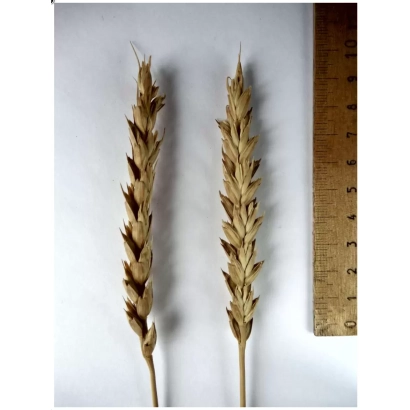 Два колоса пшеницы Альбидум 32 рядом с линейкой на белом фоне