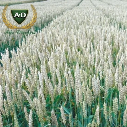 Поле пшениці з логотипом A&D в верхньому лівому куті - Алатус