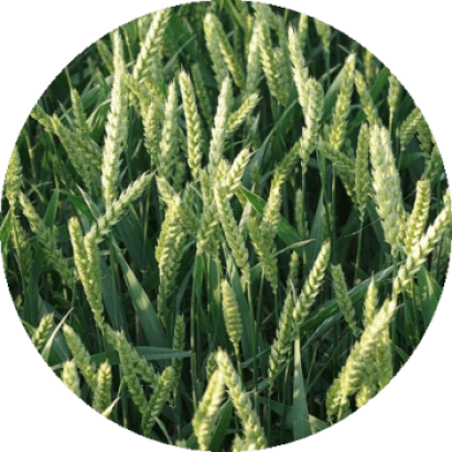 Зерно пшениці на полі - Аліція