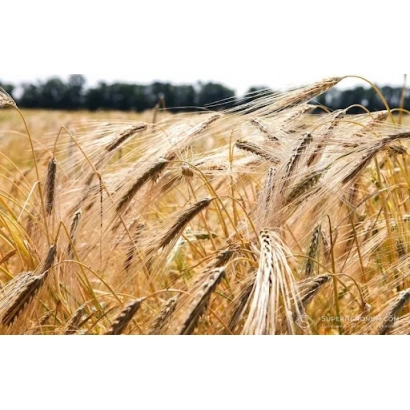 Поле пшениці без видимого назву продукту - Алмазний