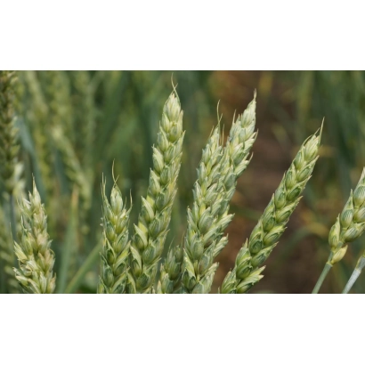 Степь пшеницы с колосками на фоне поля - АЛТАЙСКАЯ 105