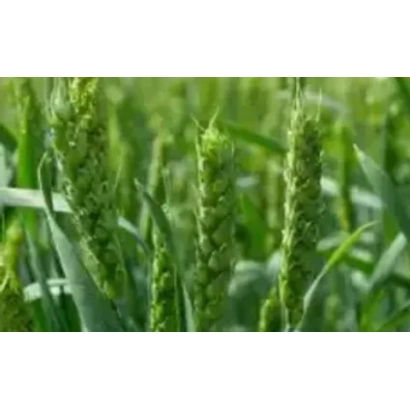 Green wheat ears on a field background - ALTAYSKAYA 325