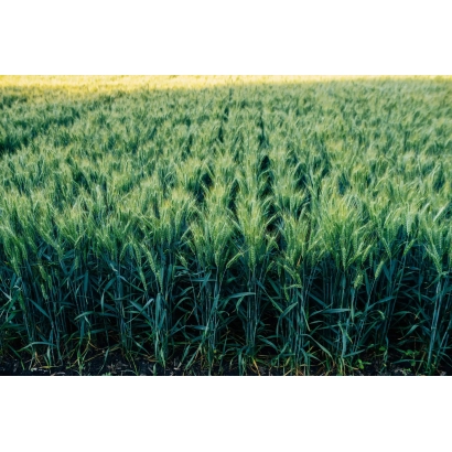 Поле пшеницы Алтиго