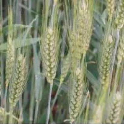 Field of ripe wheat - AmaTus