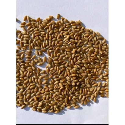 Зерно пшениці на білому фоні - Амідур