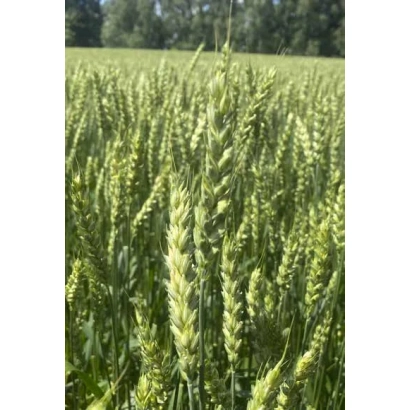 Поле пшениці Анабель на фоні зелених колосів