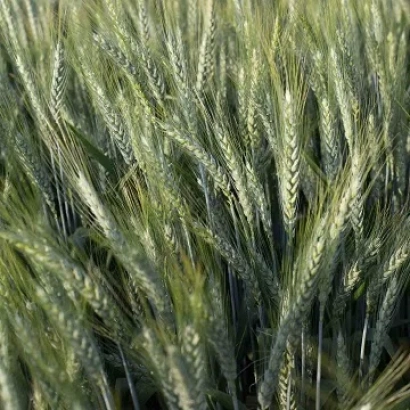 Пшеница на поле - Ангелус