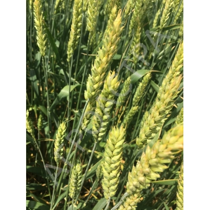 Golden wheat ears against a background of green leaves - YANTARA
