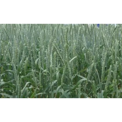 Поле пшениці ЯНТАРНА 50