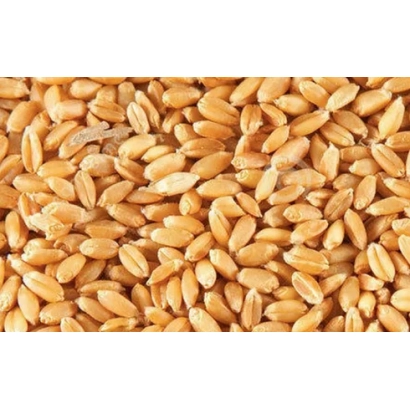 Зерно пшеницы Янтарний