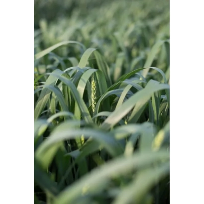 Поле пшениці Arabella - Арабелла