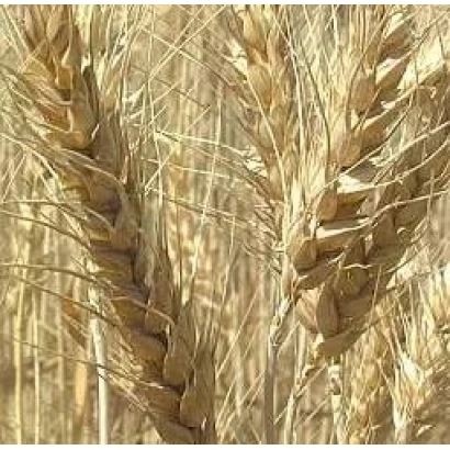 Золоті колосся пшениці на фоні поля - Аранка