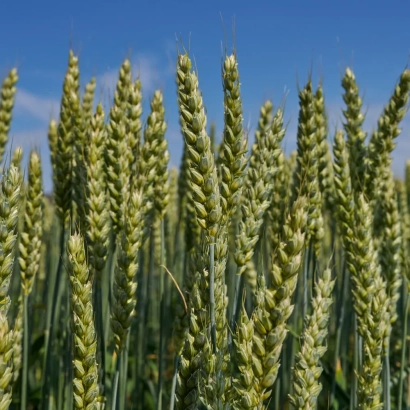 Поле пшениці на фоні блакитного неба - Ареал одеський