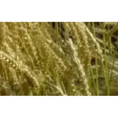 Золотые колосья пшеницы на фоне поля - Аргонавт