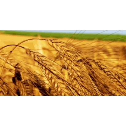 Золоте поле пшениці Яргора на фоні неба